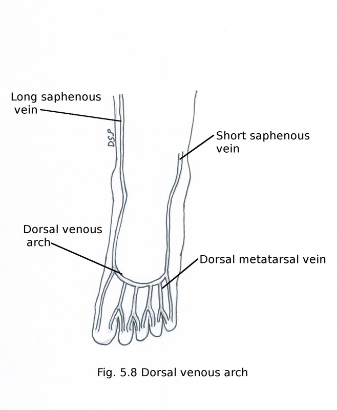 Front of leg and Dorsum of foot - myhumananatomy