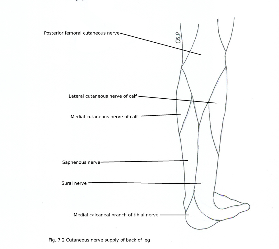 Back of leg - myhumananatomy