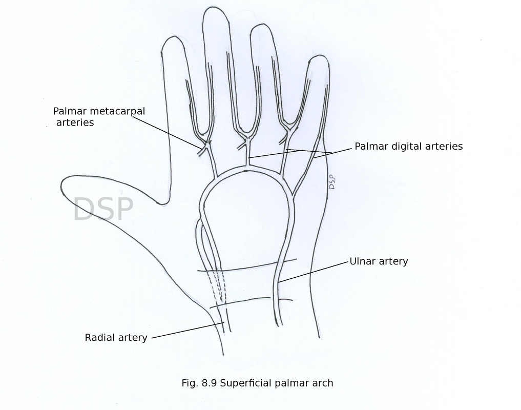 Finger and Hand Soft Tissue Defects | Musculoskeletal Key